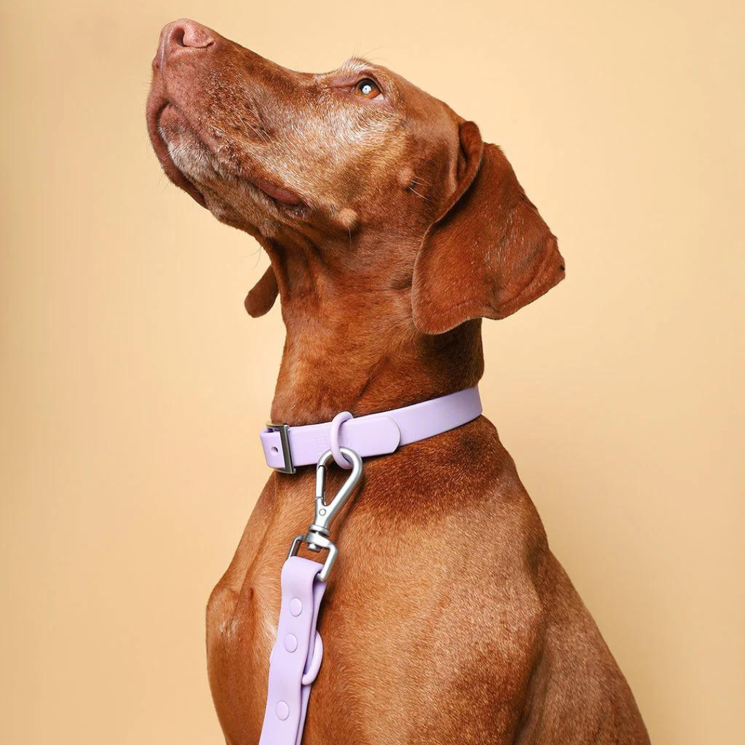 PVC Collar - Lilac | Waterproof & Odour Proof - Roo Roo Pets